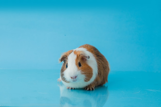 Closeup photo of american guinea pig on blue background Premium Photo