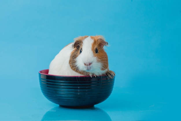 Closeup photo of american guinea pig on blue background Premium Photo