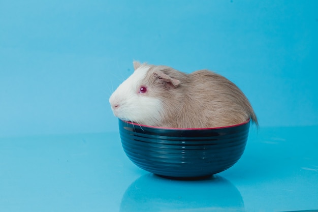 Closeup photo of american guinea pig on blue background Premium Photo