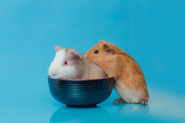 Closeup photo of american guinea pig on blue background Premium Photo