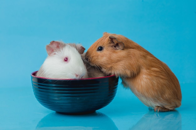 Closeup photo of american guinea pig on blue background Premium Photo