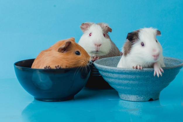 Closeup photo of american guinea pig on blue background Premium Photo