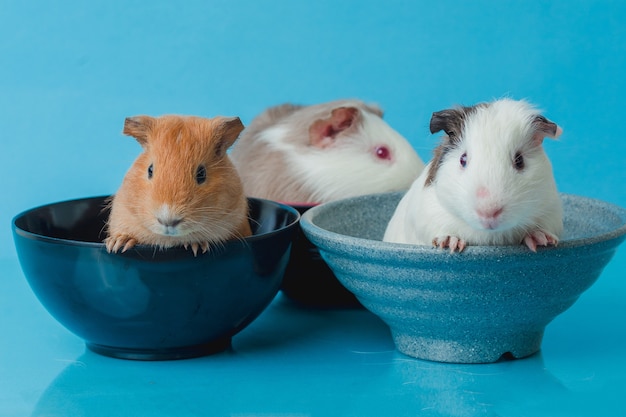 Closeup photo of american guinea pig on blue background Premium Photo