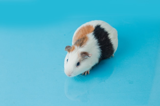 Closeup photo of american guinea pig on blue background Premium Photo