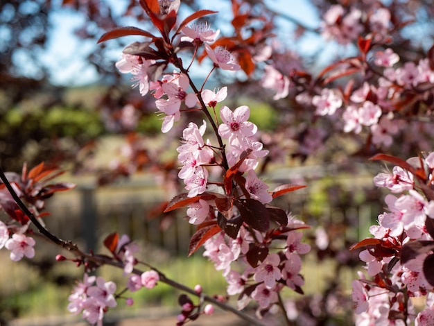 Closeup photo of beautiful branches of pink Cherry blossoms on the tree in a field