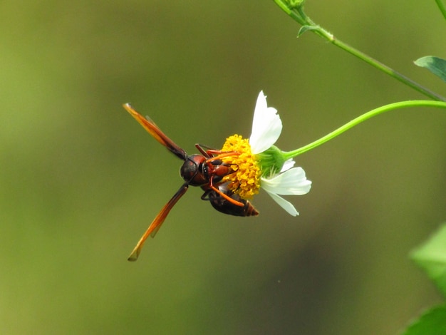 Closeup Photo of a bee Heterogyna on a white flower with a yellow pistil