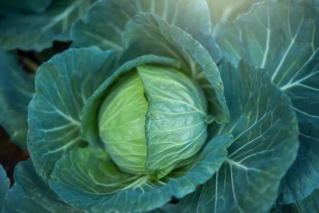 Closeup photo of cabbage in the vegetable garden at sunsetxA