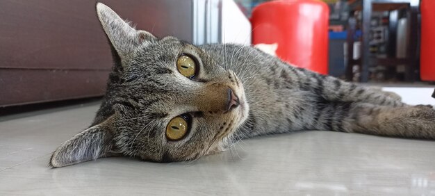 Closeup photo of cat's face sleeping cat