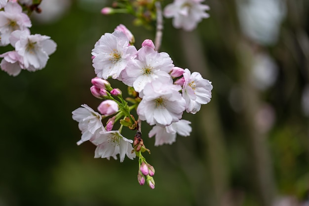 Closeup photo of cherry blossoms in spring