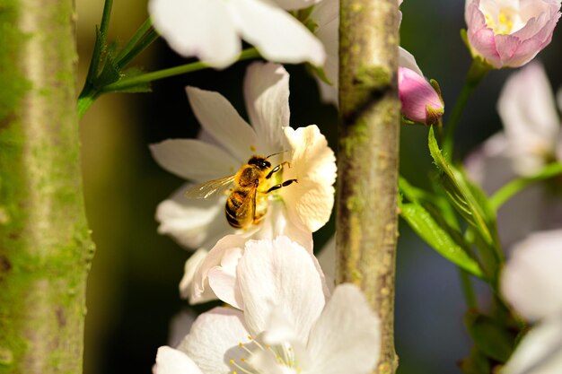 Closeup photo of cherry blossoms in spring