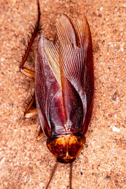 Closeup photo of a cockroach (Periplaneta americana). They transmit bacteria, fungi, protozoa, worms and viruses to humans. Urban, domestic Prague..