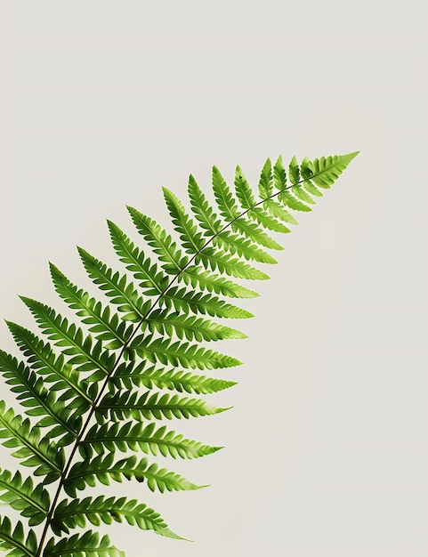 A closeup photo of a green fern leaf set against a light gray background