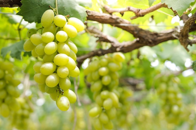 Closeup photo of green grapes Organic vineyard farming concept Golden yellow green grapes sweet taste fragrant crispy fresh from the tree