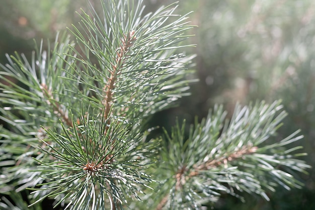 Closeup photo of a green needle pine blurred pine needles in the background