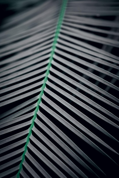 Closeup photo of green tropical palm leaves