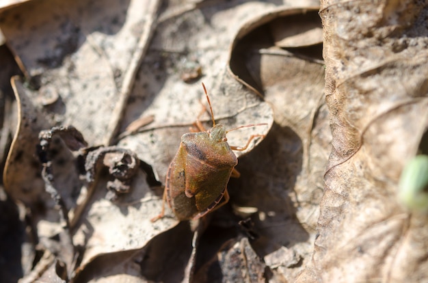 A closeup photo of the little bug in the forest