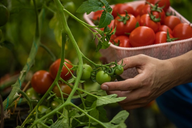 Closeup photo of male hand picking tomato from the branch