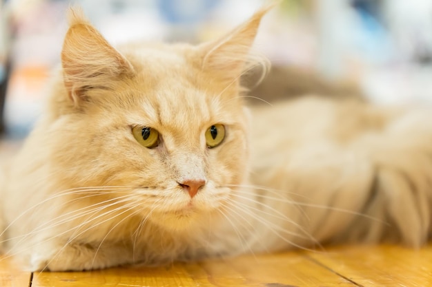 Closeup photo of orange Maine Coon cat on blurred background