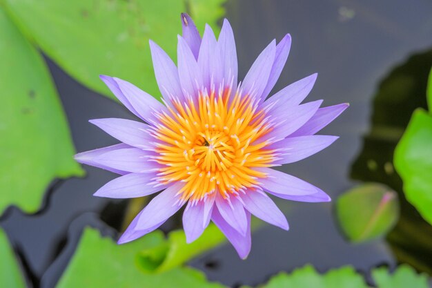 closeup photo of purple lotus with yellow stamens inside