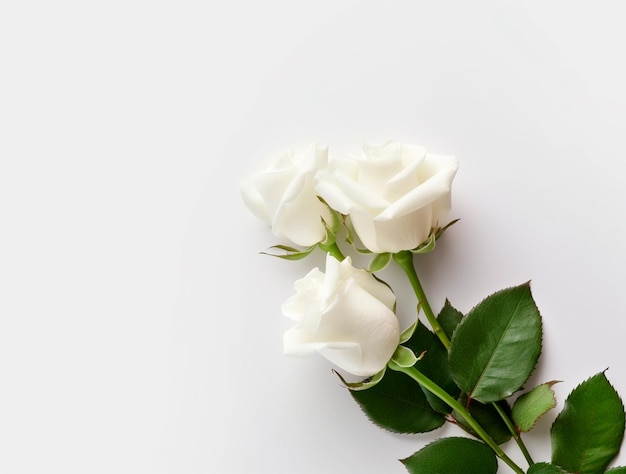 CloseUp Photo of a Rose Flower's Elegant Beauty