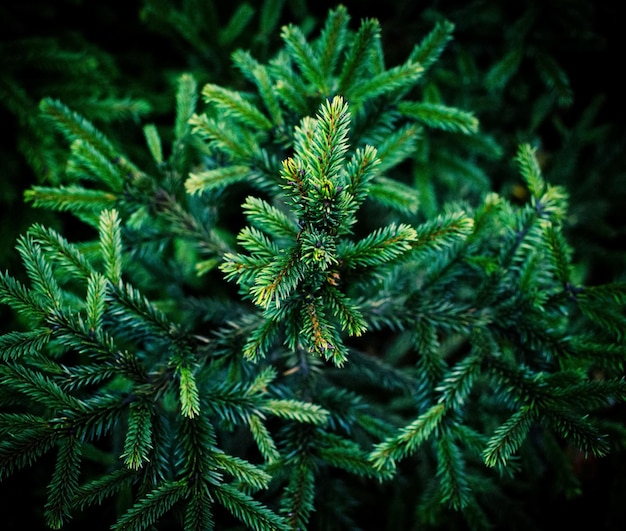 Closeup photo of spruce branches against a dark background