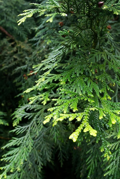 Closeup photo of a thuja tree