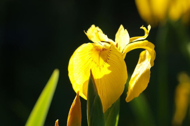 closeup photo of yellow Iris flower on natural blurred dark green background