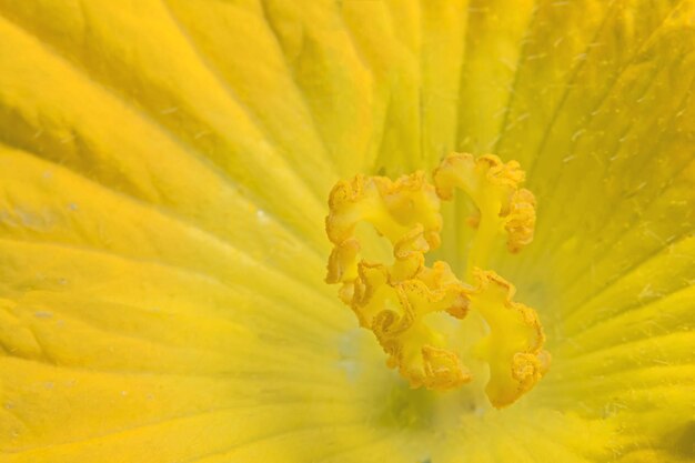 Photo closeup photo of yellow pumpkin flower pollen