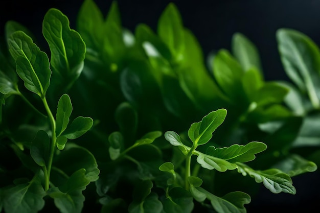 A closeup photograph of arugula a type of green leafy vegetable taken in a studio with a dark background AI Generated