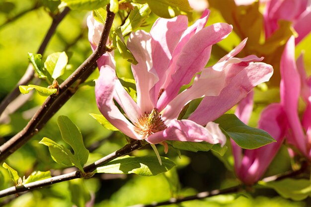 Closeup photography of the beatiful pink magnoliabathing in sunlightsSpringtime concept