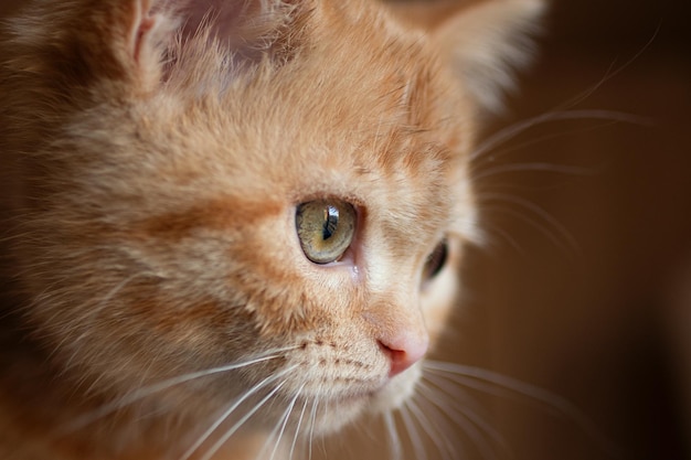 Closeup photography of british ginger kitten with green eyes