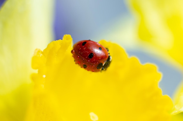 Closeup photography of ladybug on yellow petal