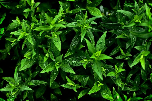 Closeup photography of wild plant with rain drops on itGrowth background