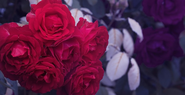 Closeup photography with bouquet of natural red roses