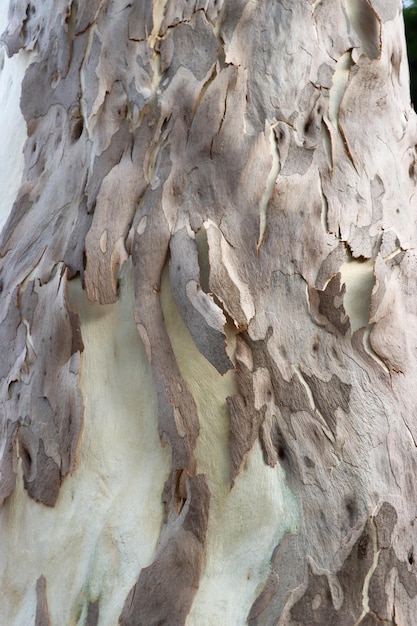 Closeup photoshoot of Eucalyptus tree surface and bark texture Dry tree bark and white wood surface photo Smooth and white wood surface with brown bark texture for background