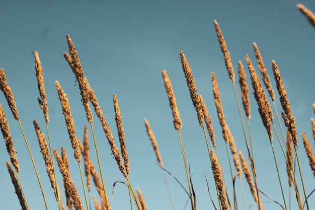 Closeup of phragmites on blue sky background