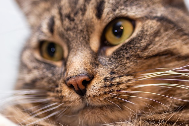 Closeup picture of ginger cat nose with selective focus shallow depth of field and background blur