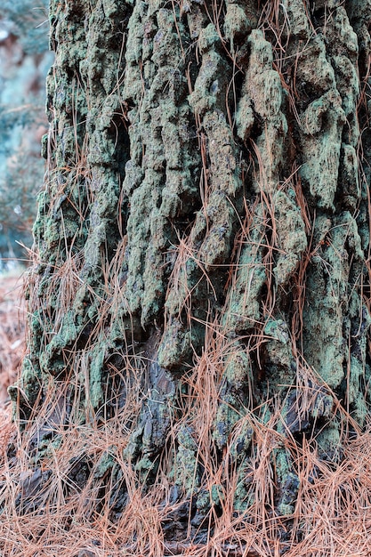 Closeup of a pine tree bark in the forest on an autumn morning Wild nature twigs with details of an old trunk covered in moss and dry grass in the mountain near La Palma Canary Islands Spain