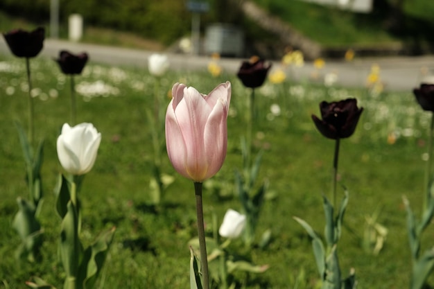 Closeup of pink and black tulips flowers in the garden