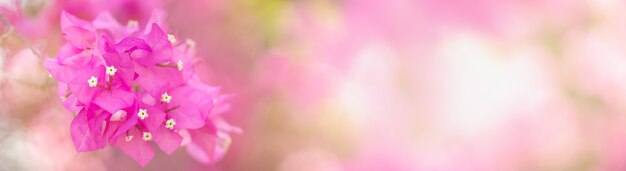 Closeup of pink Bougainvillea flower 