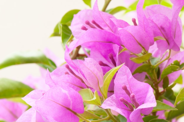 Closeup pink bougainvillea flower