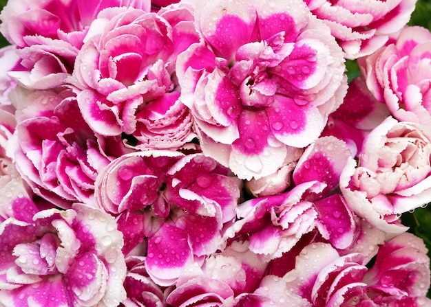 Closeup pink carnation bouquet background and texture