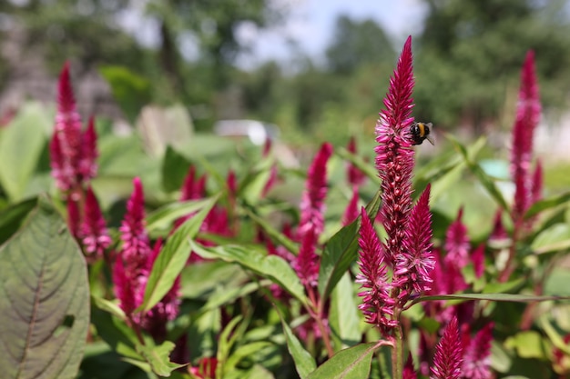 Closeup of pink celosia flowers growing in garden. Botany plant science concept