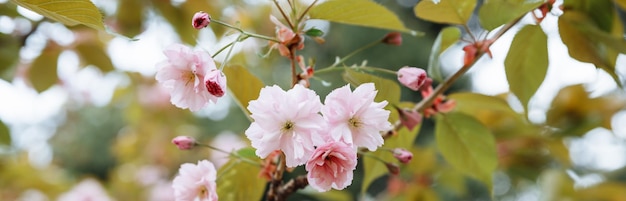 A closeup of pink cherry blossom japanese sakura tree in spring