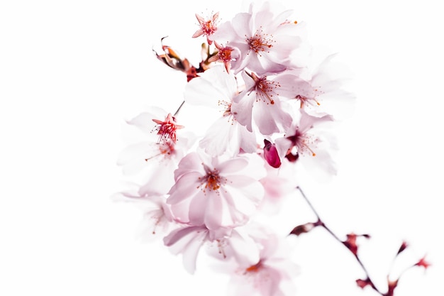 Closeup of pink cherry blossom on tree