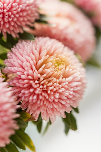 Closeup pink chrysanthemum aster bouquet flowers