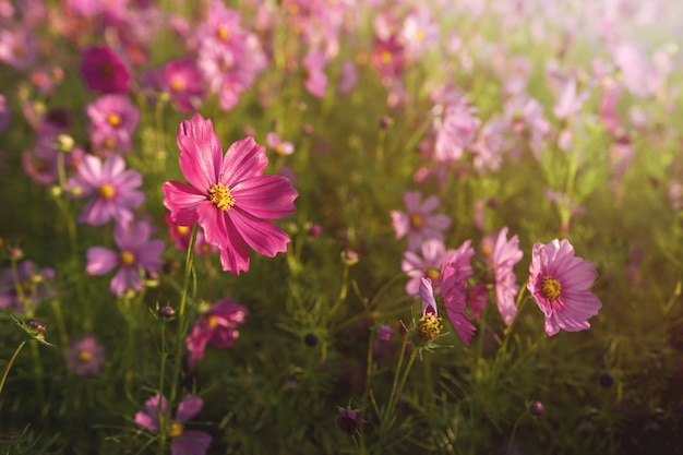 Closeup of Pink Cosmos in Park