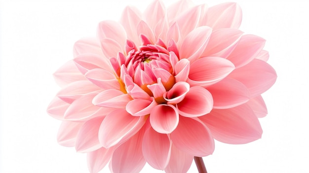 Closeup Pink Dahlia Flower Background