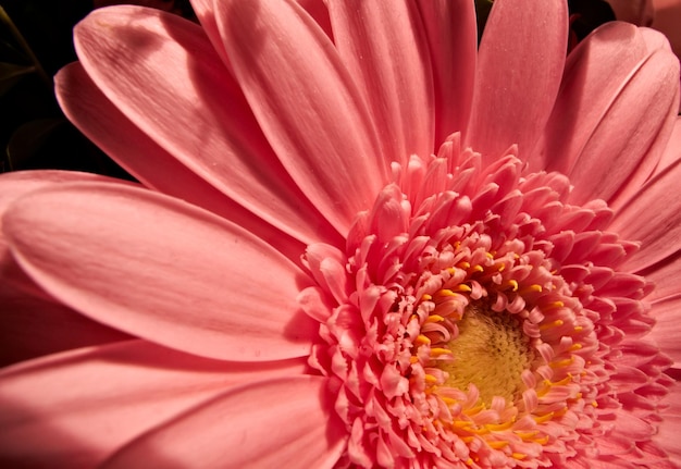 Closeup of a pink daisy flower with natural blurred background Intentionally shot with extremely shallow depth of field An angled view of a blooming vibrant daisy flower in a garden in a sunshine