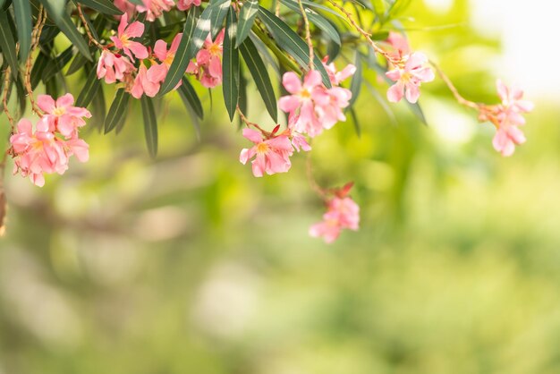 Closeup of pink flower and green leaf under sunlight with copy space using as background natural plants landscape ecology wallpaper concept